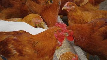 Chickens eating grains on range farm. video