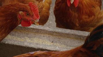 galinhas comendo comida saudável. cereais da agricultura biológica. video