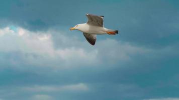 gaivota voando pelo largo mar azul video
