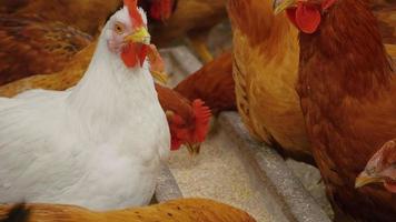 autêntico close-up tiro de galinhas comendo cereais na fazenda rural em um dia ensolarado de verão. video