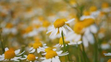 närbild blossom medicinsk kamomill blommor fält. video