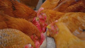 poulet à la ferme biologique. video