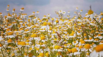 primo piano fiore medico campo di fiori di camomilla. video