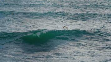 Möwen angeln und über das weite blaue Meer fliegen. video