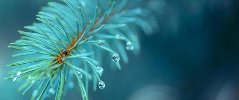 Blue spruce with drops of snow melting, macro. Abstract background from conifer evergreen pine tree branches with dew water drops, natural outdoor hipster concept photo