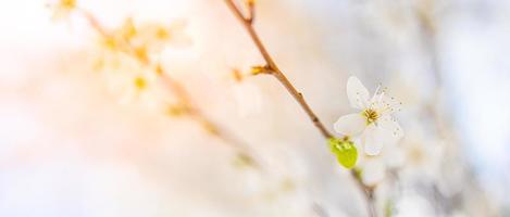 Beautiful spring nature scene with pink blooming tree. Tranquil spring summer nature closeup and blurred forest background. Idyllic nature photo