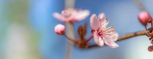 Beautiful spring nature scene with pink blooming tree. Tranquil spring summer nature closeup and blurred forest background. Idyllic nature photo