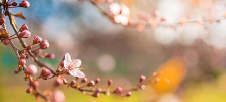 Beautiful spring nature scene with pink blooming tree. Tranquil spring summer nature closeup and blurred forest background. Idyllic nature photo