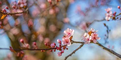 Beautiful spring nature scene with pink blooming tree. Tranquil spring summer nature closeup and blurred forest background. Idyllic nature photo