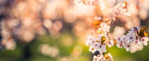 Sunset over blossoming cherry on blurred love background in spring on nature outdoors. Pink sakura flowers, amazing colorful dreamy romantic artistic spring sunrise nature, banner design photo