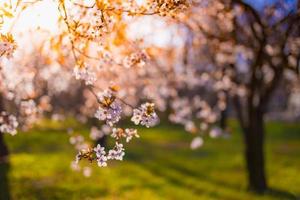 Spring sunset romantic blossoms. Amazing nature scene with blooming tree and sunny view. Sunny day. Spring beauty floral closeup artistic abstract blurred background. Springtime nature photo