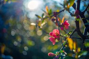 árbol en flor sobre la naturaleza fondo borroso bokeh. colores pastel relajantes, primer plano natural de primavera, paisaje floral rosa. vista idílica de la naturaleza estacional foto