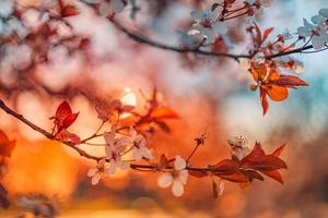 Spring sunset romantic blossoms. Amazing nature scene with blooming tree and sunny view. Sunny day. Spring beauty floral closeup artistic abstract blurred background. Springtime nature photo