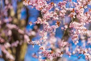 Spring pink flowers backgrounds. Dream nature closeup with sakura, cherry blossom in blurred bokeh springtime landscape. Peaceful pastel colors, romantic blooming flowers photo