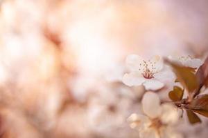 Spring pink flowers backgrounds. Dream nature closeup with sakura, cherry blossom in blurred bokeh springtime landscape. Peaceful pastel colors, romantic blooming flowers photo