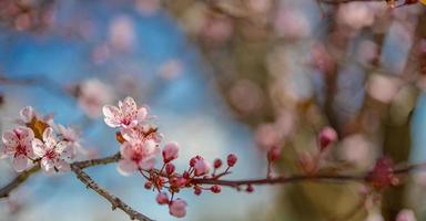 Beautiful spring nature scene with pink blooming tree. Tranquil spring summer nature closeup and blurred forest background. Idyllic nature photo