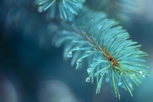 abeto azul con gotas de nieve derritiéndose, macro. fondo abstracto de ramas de pino siempre verde de coníferas con gotas de agua de rocío, concepto natural de hipster al aire libre foto