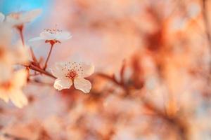 Spring sunset romantic blossoms. Amazing nature scene with blooming tree and sunny view. Sunny day. Spring beauty floral closeup artistic abstract blurred background. Springtime nature photo