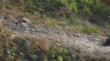 adolescenti sani corrono sul sentiero nel bosco per fare esercizio. giovane atleta maschio che pareggia all'aperto. concetto di stile di vita sano video