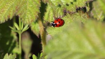 schattig klein lieveheersbeestje met rode vleugels en zwarte stippen opwarmen in de zon voor het jagen op luizen als luizenjager en biologische ongediertebestrijding voor tuinliefhebbers en biologische landbouw als nuttig insect video