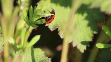 Cute little ladybug with red wings and black dots warming up in the sun before hunting louses as louse hunter and organic pest control for garden lovers and organic agriculture as beneficial insect video
