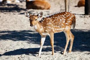 Spotted and Axis deer. Mammal and mammals. Land world and fauna. Wildlife and zoology. photo
