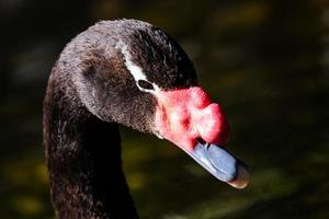 Black-necked swan. Bird and birds. Water world and fauna. Wildlife and zoology.
