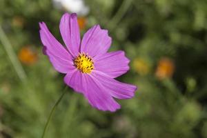 Pink daisy flower blooming in a garden. Green background, sunny day. photo