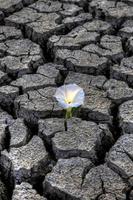 Dried up River Bed photo