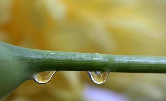 cerrar lirio gota de agua foto