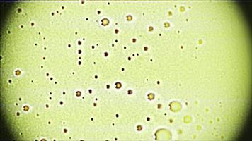 Abstract organic microbe macro - Loop video