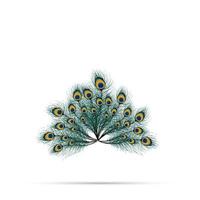 Peacock feather on isolated background vector