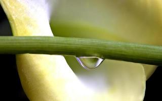 Close up lily water drop photo