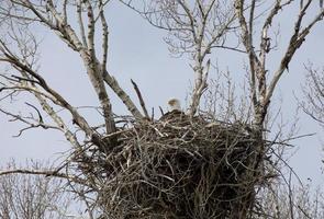 Eagle in nest photo