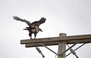 Bald Eagle British Columbia photo