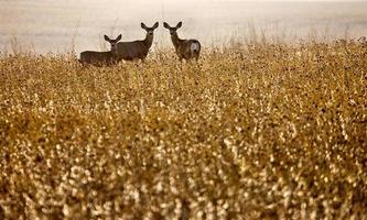 Deer in Field photo