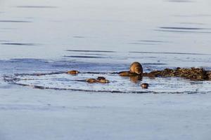 Muskrats at work photo