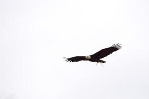 águila calva columbia británica en vuelo foto