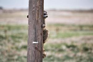 Racoon Hiding Telephone Pole photo