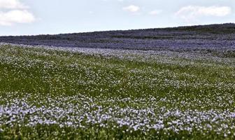 Flax Bloom Blue photo