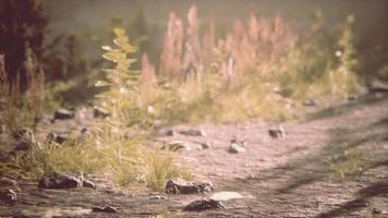 strada di campagna sterrata nel campo in autunno in una giornata di sole video