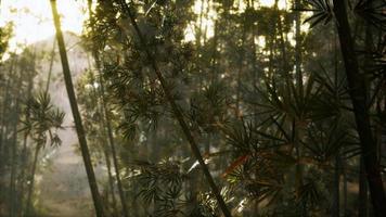 il boschetto di bambù arashiyama di kyoto video