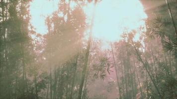 groen bamboebos in mist video