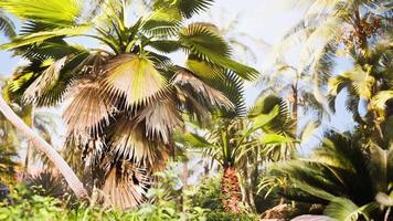 tropischer garten mit palmen in sonnenstrahlen video