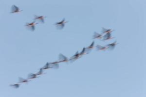 Panned image of birds cormorant photo