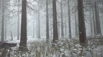 mystical silhouettes of trees in foggy winter forest video