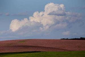 Pink flower alfalfa photo