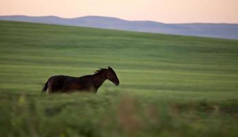 Horses Pasture Blurred photo