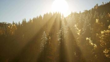 8k Rays of the Sun Make their Way through the Branches video