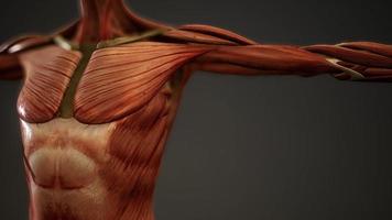 spierstelsel van animatie van het menselijk lichaam video